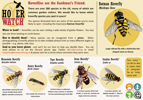 Beginners Guide to Identifying Hoverflies