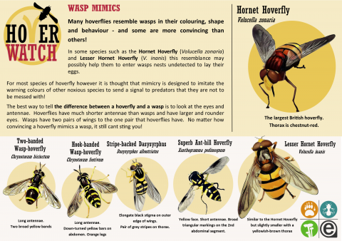 HoverWatch ID Guide Wasp Mimics