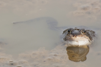 Common frog in water