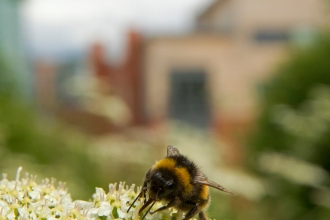 urban wildlife, bee