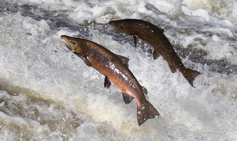 Atlantic Salmon - Google, labelled for resuse