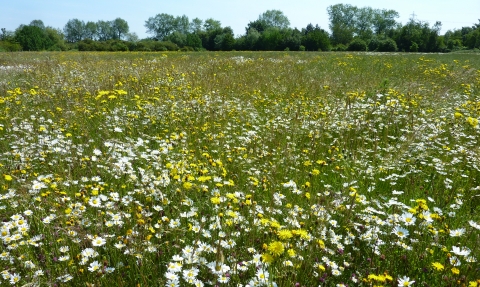 Wonderful wildflower meadow at Castle Vale, Birmingham