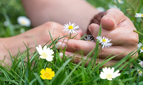 Hands in grass with daisies