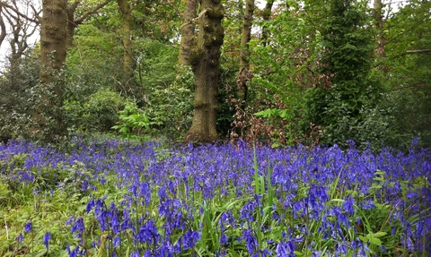 Bluebells at Turner's Wood