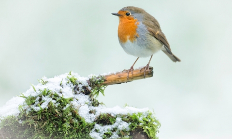Robin perching on a snowy branch