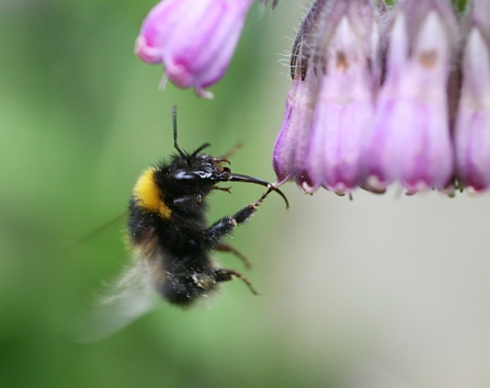 Garden bumblebee, busy at work