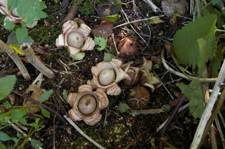 Collared earthstar at Sandwell Valley