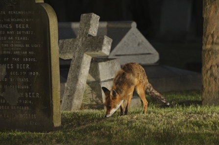Fox in a cemetery