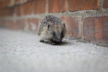 Hedgehog walking along a wall