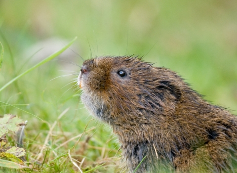 Water vole emerging from hole