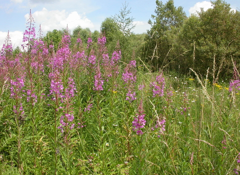 A patch of rosebay willowherb growing in front of a row of shrubby trees, with blue sky above. The willowherb has towers of pink flowers rising from a dense swathe of green leaves