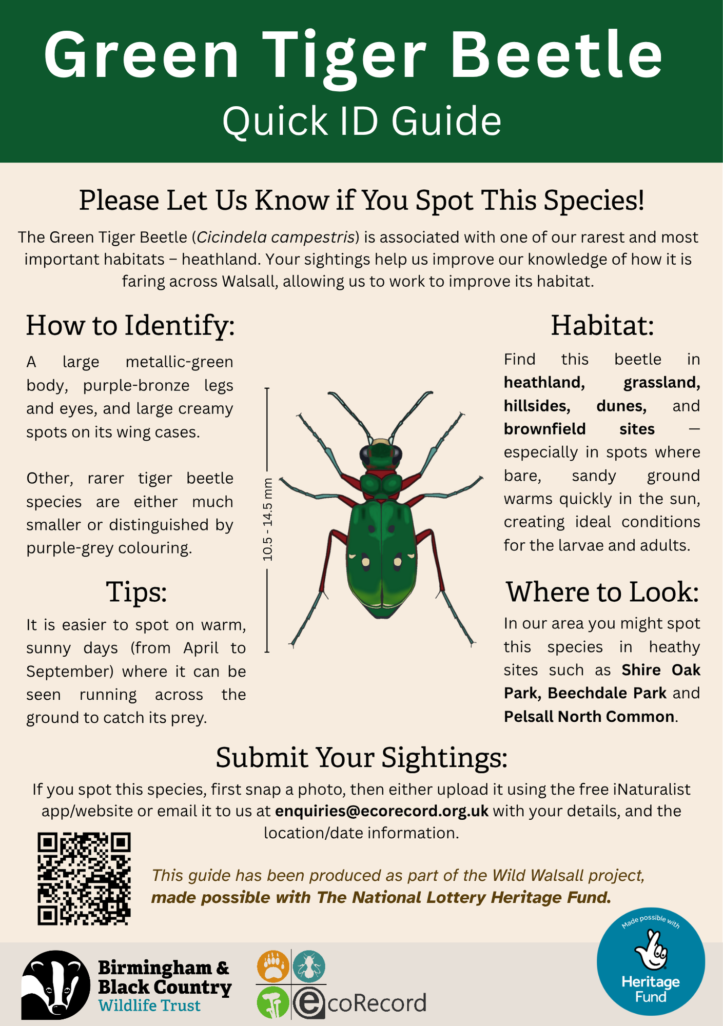 Green Tiger Beetle ID Guide