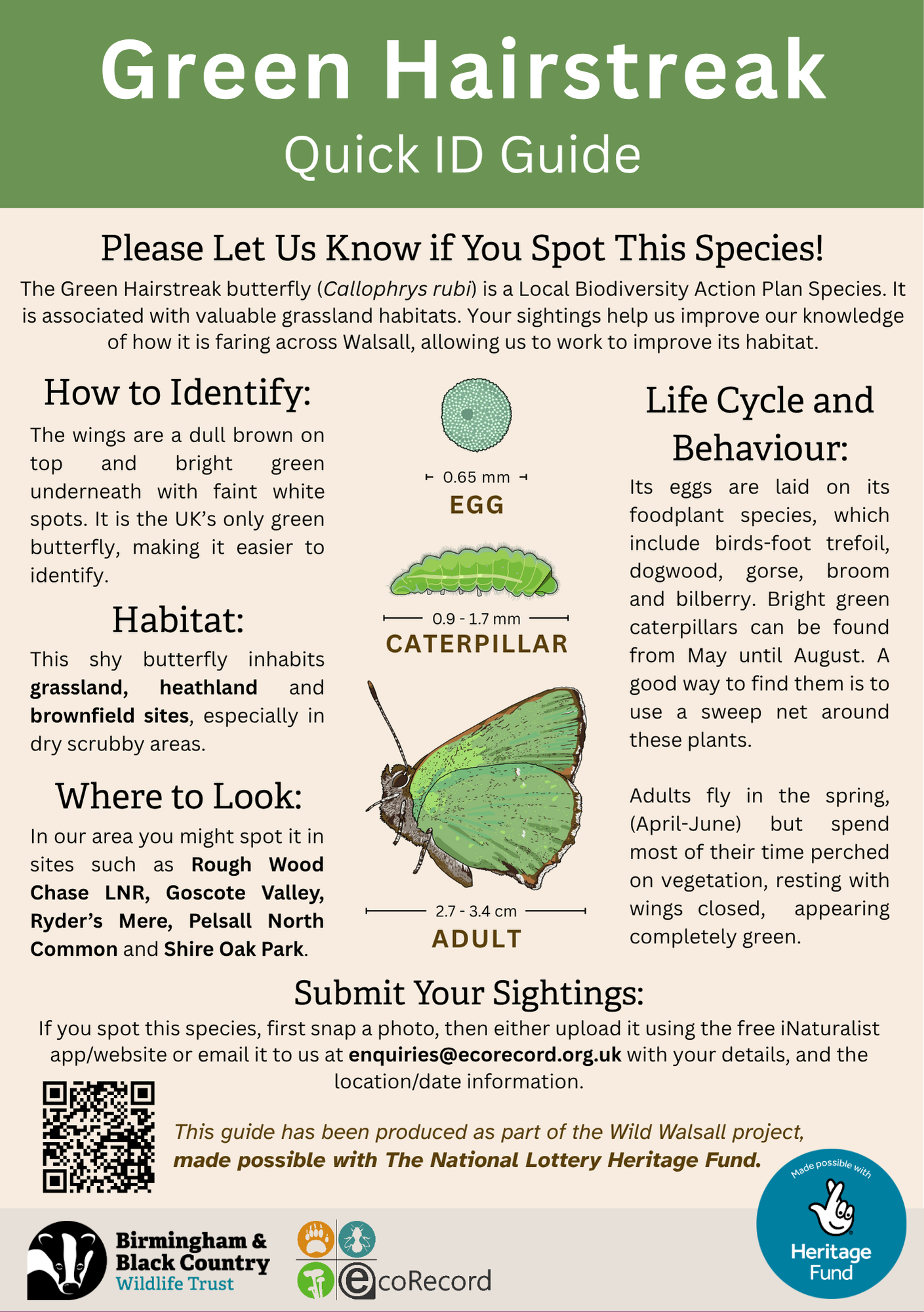 Green Hairstreak butterfly ID guide