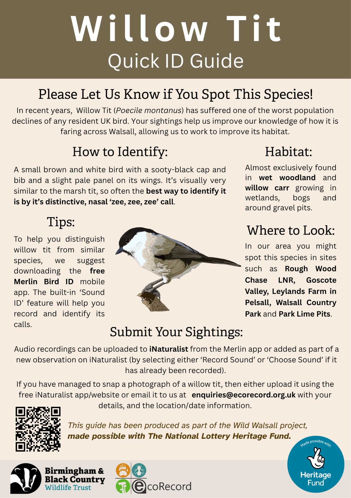 Willow Tit ID Guide