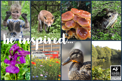 Local wildlife montage for inspiration