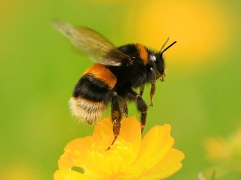 bee