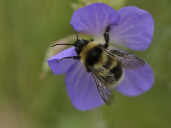 Garden bumblebee