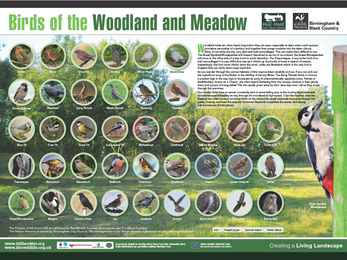 Birds of the Woodland and Meadow