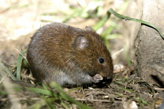 Bank vole