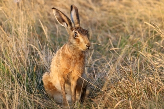 Brown hare