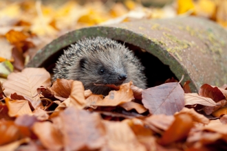 Hedgehog in leaves