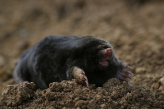 Mole