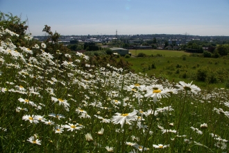 Ox eye daisies on Portway Hill