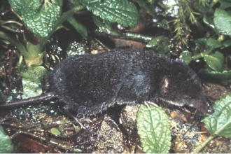 Water shrew