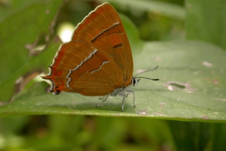 Brown hairstreak butterfly