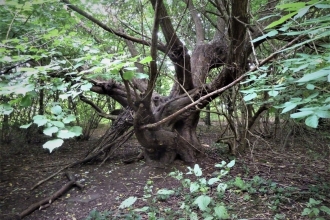 Improving woodlands at Canon Hill Park