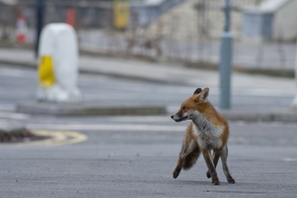 Urban fox on road