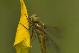 Norfolk Hawker