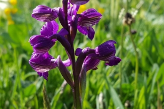 Green winged orchid at Castle Vale Meadow