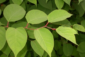 Japanese Knotweed