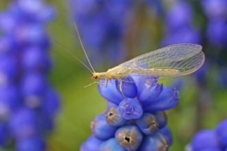 Common Green Lacewing