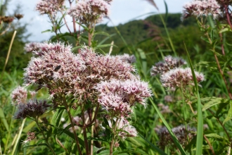 Hemp-agrimony