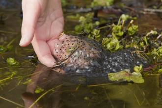 Hand scopping frogspawn from pond