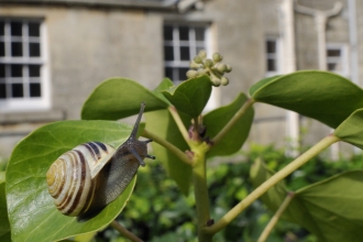 snail on plant