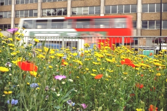 Bus going past an urban wildflower meadow