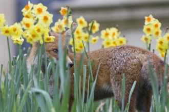 Fox in daffodils