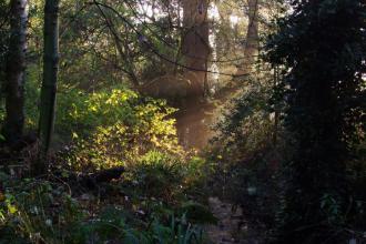 Moseley Bog in the early morning light