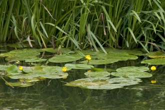 Yellow Water-lily