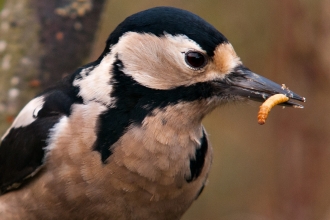 Great spotted woodpecker