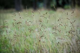 Grassland (c) Matthew Roberts