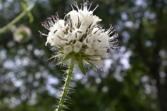 Small teasel