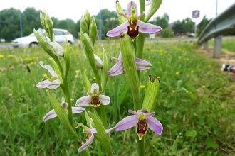 Bee orchid growing on A41
