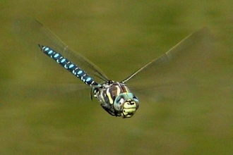 Dragonfly