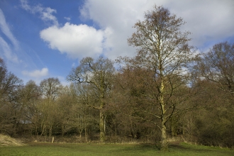 Moseley Bog