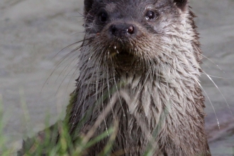 Otter