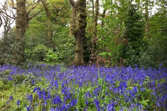 Bluebells at Turner's Wood